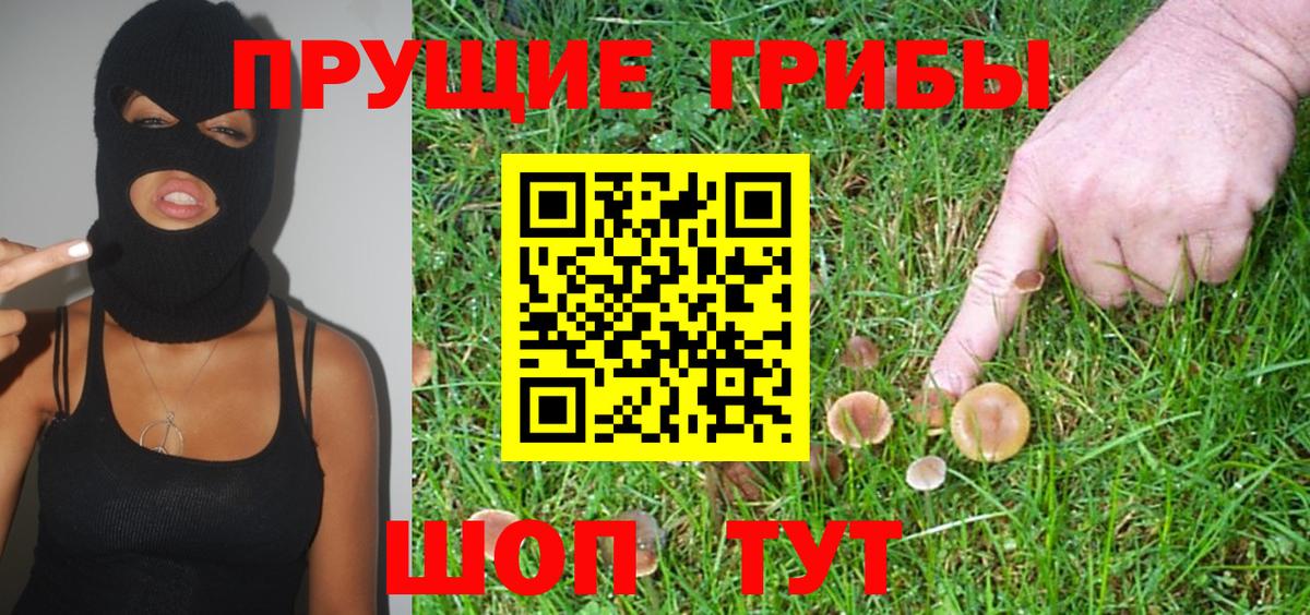 закладки  Новокузнецк  Псилоцибиновые грибы Psilocybine cubensis 